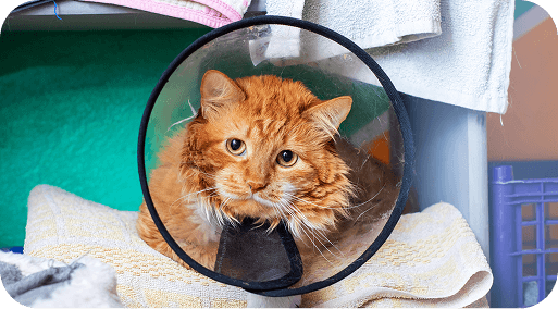 Cat in a medical cone